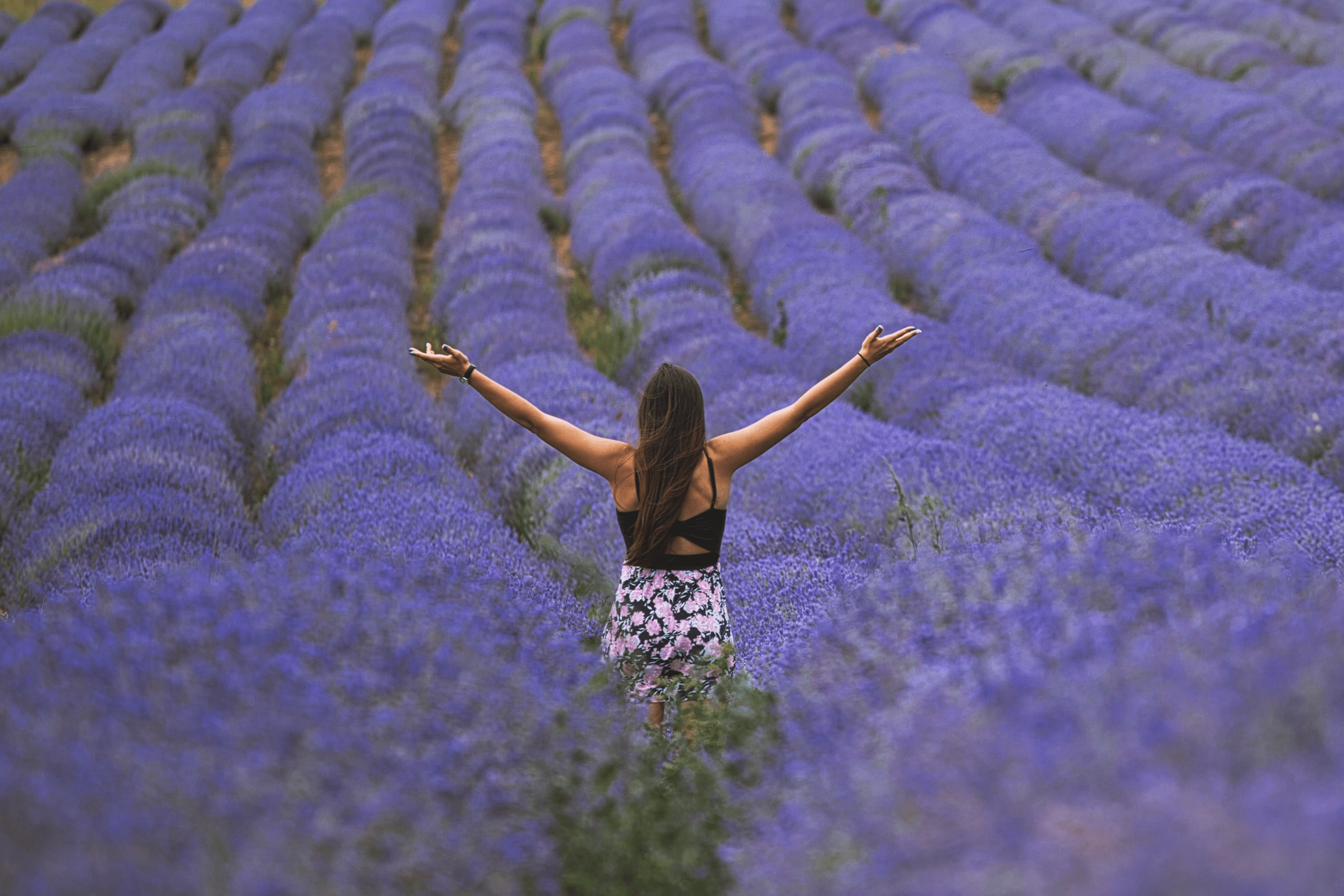 Traveller CALMING Lavender Geranium - Trillium Herbal Company