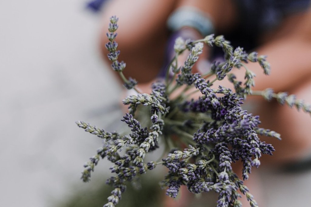 Traveller SOOTHING Lavender Lavandin - Trillium Herbal Company